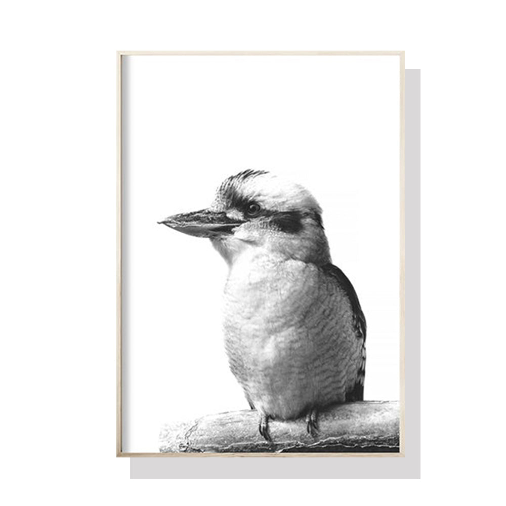 Kookaburra Wall Art – 80cm x 120cm Black Frame Canvas